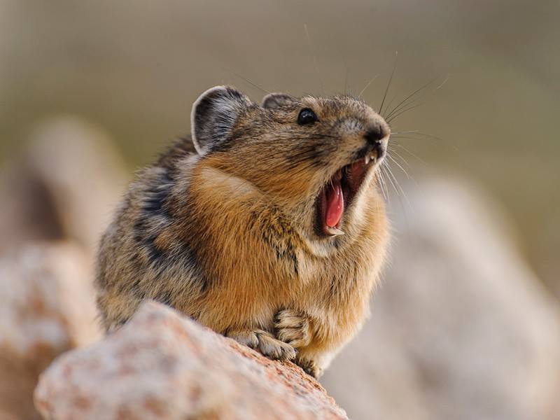 A photograph of a pika